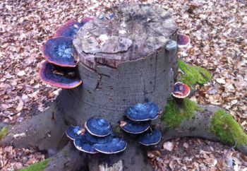 002-blauer-Baumpilz.jpg
