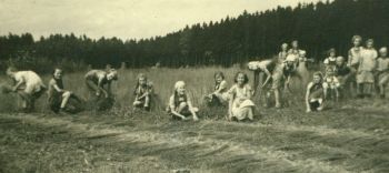 1941-Flachsernte-a.jpg