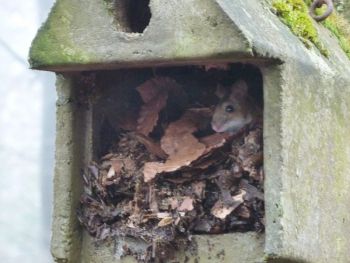 002-2012-03-01-Reinigung-Nistkaesten.JPG