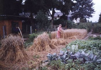 005-Aehrenbuendel-werden-zu-Hausten-gestellt.jpg