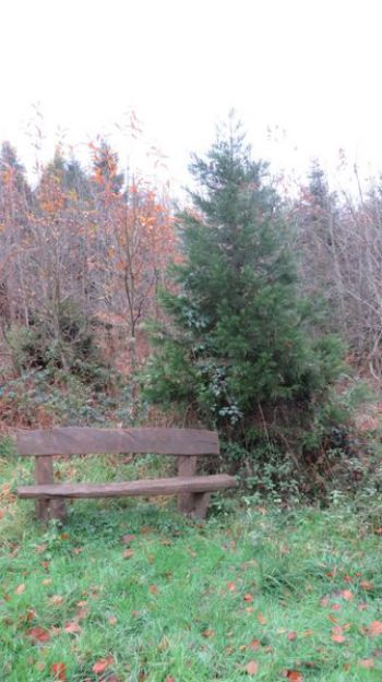 010-2017-Wanderung im November-Mammutbaum.jpg
