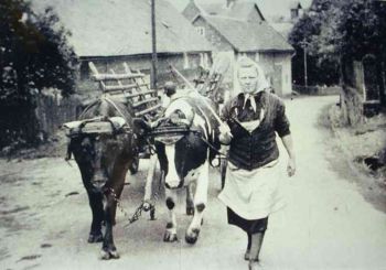 007-Muehsame-Ernte.jpg
