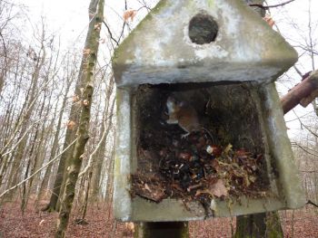 025-2012-03-08--Reinigung-Nistkaesten.JPG
