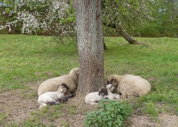 001-Baum-der-Ruhe.jpg