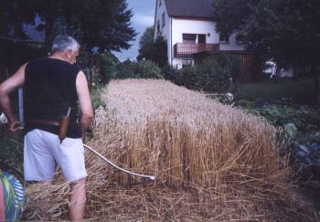002-Der-reife-Weizen-wird-gemaeht.jpg