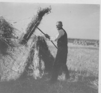 025-Gustav-Ernte-Anfang 50erJahre.jpg