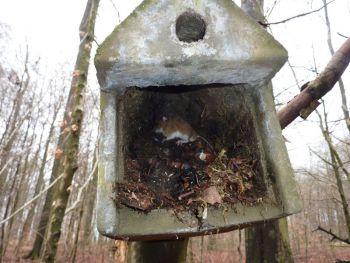 024-2012-03-08--Reinigung-Nistkaesten.JPG