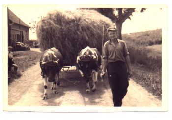 1949-Kuehe hatten Vorfahrt.jpg