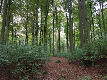 2016-Foto Waldbegang-1.jpg