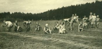 1941-Flachsernte-1941.jpg