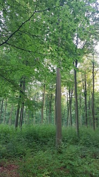003-Mischwald-Buchen.jpg