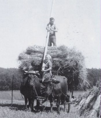 1950-er Jahre Getreideernte Erna-Emil Thiel.jpg