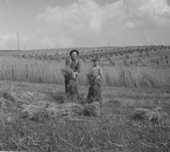 1961-Feldarbeit um 1961.jpg