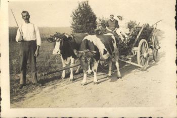 1950-Ernte.jpg