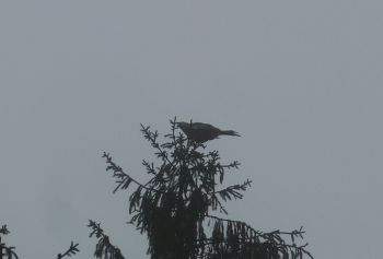 006-2012-03-01-Reinigung-Nistkaesten.JPG