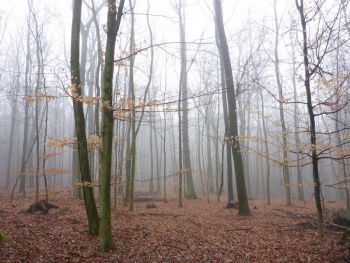 014-2012-03-01-Reinigung-Nistkaesten.JPG