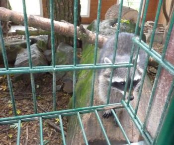 03-Waschbaer.jpg