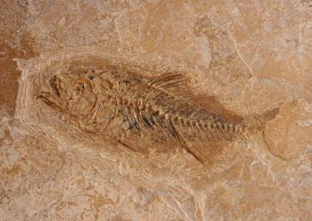 4004b-Versteinerter Fisch-Fundort-Suedfrankreich .jpg